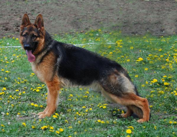 Nemo vom Haus Tchorz